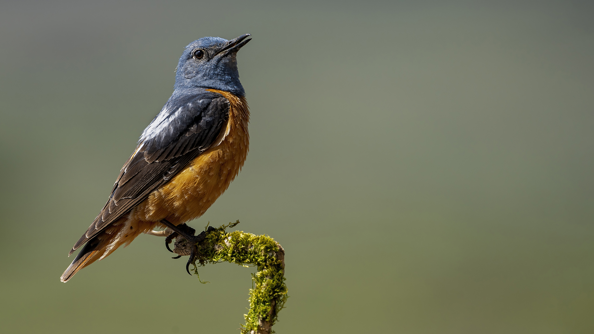 Rufous-tailed Rock-Thrush